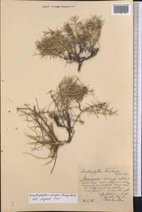 Acanthophyllum pungens (Bunge) Boiss., Middle Asia, Muyunkumy, Balkhash & Betpak-Dala (M9) (Kazakhstan)