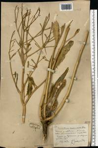 Brassica elongata subsp. integrifolia (Boiss.) Breistr., Eastern Europe, South Ukrainian region (E12) (Ukraine)