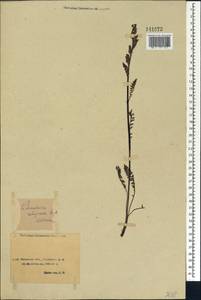 Pedicularis uliginosa Bunge, Siberia, Baikal & Transbaikal region (S4) (Russia)