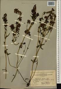 Pedicularis spicata, Siberia, Baikal & Transbaikal region (S4) (Russia)