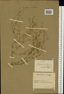 Arenaria serpyllifolia L., Eastern Europe, Rostov Oblast (E12a) (Russia)