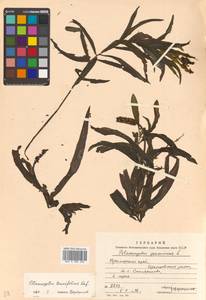 Potamogeton alpinus Balb., Siberia, Russian Far East (S6) (Russia)