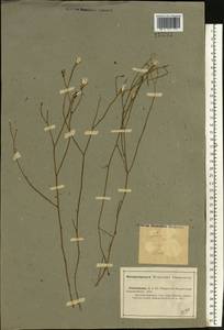 Chondrilla ambigua Fisch. ex Kar. & Kir., Eastern Europe, Lower Volga region (E9) (Russia)