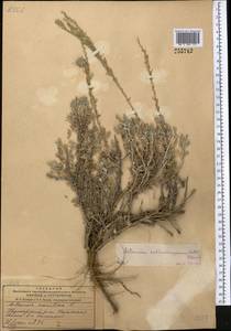 Artemisia sublessingiana (Keller) Krasch. ex Poljakov, Middle Asia, Dzungarian Alatau & Tarbagatai (M5) (Kazakhstan)