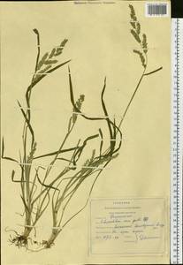 Echinochloa crus-galli (L.) P.Beauv., Siberia, Russian Far East (S6) (Russia)