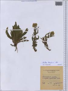 Achillea arabica Kotschy, Middle Asia, Western Tian Shan & Karatau (M3) (Tajikistan)