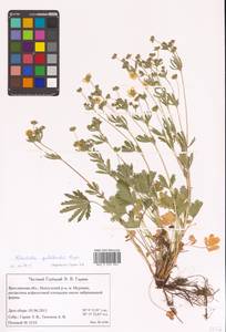 Potentilla thuringiaca Bernh. ex Link, Eastern Europe, Central forest region (E5) (Russia)