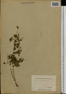 Geranium palustre L., Eastern Europe, Estonia (E2c) (Estonia)
