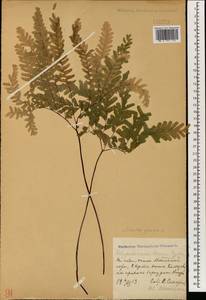 Adiantum pedatum L., South Asia, South Asia (Asia outside ex-Soviet states and Mongolia) (ASIA) (China)