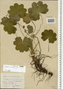 Alchemilla retropilosa Juz., Siberia, Western (Kazakhstan) Altai Mountains (S2a) (Kazakhstan)