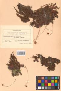 Saxifraga bronchialis L., Siberia, Russian Far East (S6) (Russia)