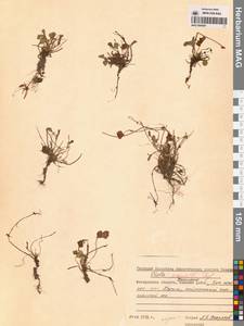 Viola sacchalinensis H.Boissieu, Siberia, Chukotka & Kamchatka (S7) (Russia)