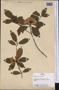 Rhododendron minus Michx., America (AMER) (United States)