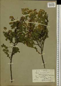 Spiraea trilobata L., Siberia, Altai & Sayany Mountains (S2) (Russia)