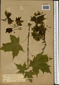 Acer platanoides L., Eastern Europe, Central forest-and-steppe region (E6) (Russia)