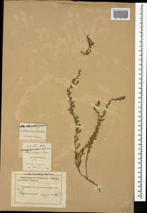 Polycnemum majus A. Braun, Caucasus, Krasnodar Krai & Adygea (K1a) (Russia)