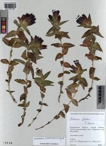 KUZ 000 380, Gentiana septemfida subsp. septemfida, Siberia, Altai & Sayany Mountains (S2) (Russia)