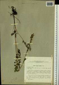 Artemisia laciniata Willd., Siberia, Altai & Sayany Mountains (S2) (Russia)