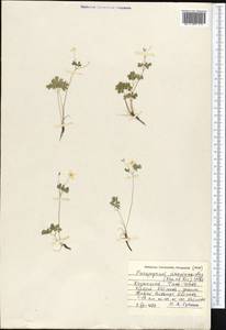 Isopyrum anemonoides Kar. & Kir., Middle Asia, Northern & Central Tian Shan (M4) (Kazakhstan)