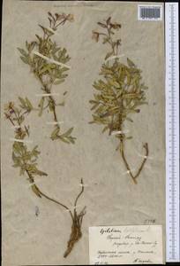 Chamaenerion latifolium (L.) Sweet, Middle Asia, Northern & Central Tian Shan (M4) (Kyrgyzstan)