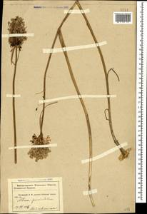 Allium paniculatum L., Caucasus, Krasnodar Krai & Adygea (K1a) (Russia)
