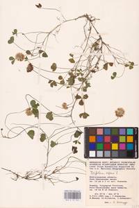 Trifolium repens L., Eastern Europe, Lower Volga region (E9) (Russia)