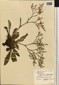 Goniolimon tataricum (L.) Boiss., Eastern Europe, Central forest-and-steppe region (E6) (Russia)