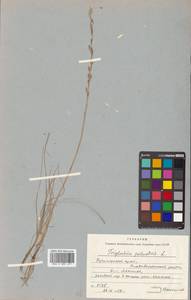 Triglochin palustris L., Siberia, Russian Far East (S6) (Russia)