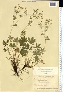 Potentilla thuringiaca Bernh. ex Link, Eastern Europe, Central region (E4) (Russia)