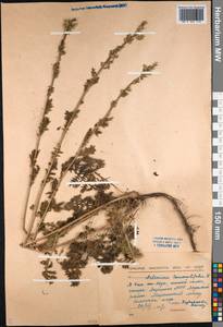 Artemisia tanacetifolia L., Siberia, Yakutia (S5) (Russia)
