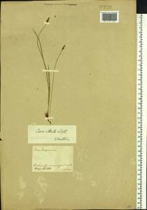 Carex obtusata Lilj., Siberia, Central Siberia (S3) (Russia)