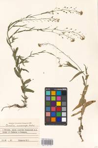 Camelina microcarpa Andrz. ex DC., Eastern Europe, Moscow region (E4a) (Russia)