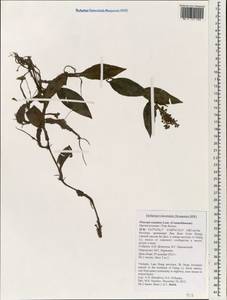 Floscopa scandens Lour., South Asia, South Asia (Asia outside ex-Soviet states and Mongolia) (ASIA) (Vietnam)