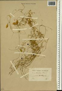 Vicia palaestina Boiss., South Asia, South Asia (Asia outside ex-Soviet states and Mongolia) (ASIA) (Iraq)