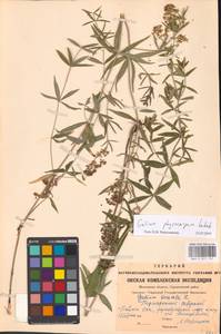 Galium rubioides L., Eastern Europe, Moscow region (E4a) (Russia)