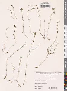 Callitriche palustris L., Siberia, Chukotka & Kamchatka (S7) (Russia)