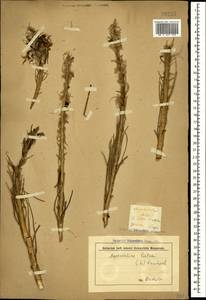 Asphodeline lutea (L.) Rchb., Crimea (KRYM) (Russia)