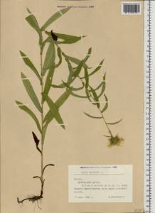 Pentanema salicinum subsp. salicinum, Eastern Europe, Latvia (E2b) (Latvia)