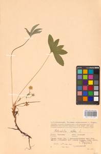 Potentilla alba L., Eastern Europe, Central region (E4) (Russia)