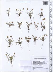 Plantago minuta Pall., Middle Asia, Northern & Central Tian Shan (M4) (Kyrgyzstan)