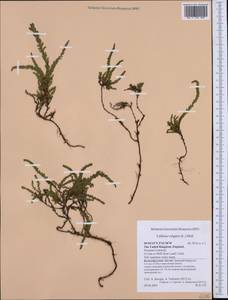Calluna vulgaris (L.) Hull, Western Europe (EUR) (United Kingdom)