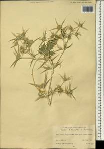 Eryngium billardierei F. Delaroche, South Asia, South Asia (Asia outside ex-Soviet states and Mongolia) (ASIA) (Afghanistan)