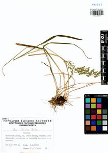 Poa sibirica Roshev., Siberia, Baikal & Transbaikal region (S4) (Russia)
