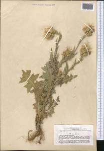 Carduus arabicus Jacq. ex Murray, Middle Asia, Western Tian Shan & Karatau (M3) (Uzbekistan)
