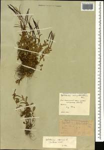Epilobium palustre L., Caucasus, South Ossetia (K4b) (South Ossetia)