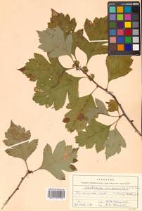 Crataegus maximowiczii C. K. Schneid., Siberia, Russian Far East (S6) (Russia)