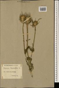 Dipsacus laciniatus L., Caucasus, Armenia (K5) (Armenia)