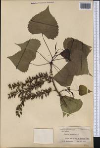 Populus balsamifera L., America (AMER) (United States)