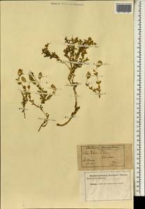Silene uniflora subsp. thorei (Dufour) Jalas, Western Europe (EUR) (France)