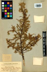 Juniperus communis L., Siberia, Baikal & Transbaikal region (S4) (Russia)